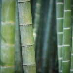 bambu2