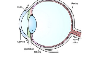 struttura_occhio_anatomia